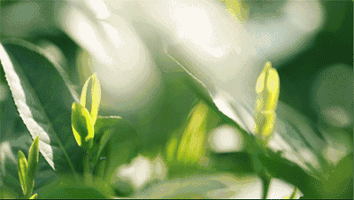 0de3f6372050420cfb27bace95c9c1c9.gif