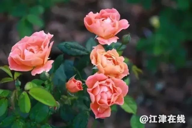 fc744318c8c044209b18005c8ac66da6.jpg