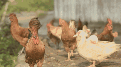 微信图片_20200610160903.gif