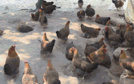 微信图片_20200610161800.gif