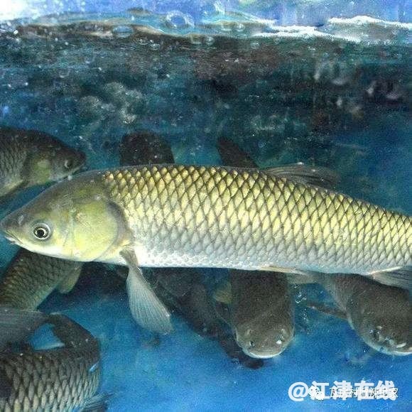 086dd5e65c464a0a8f5c406cfc5d8c32.jpg