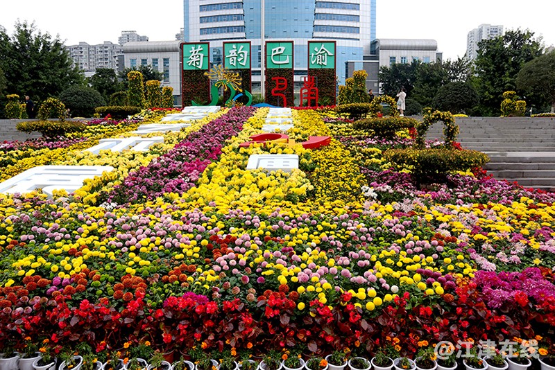 菊展 (4).jpg