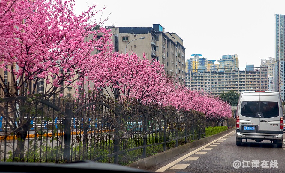 桃红李白 (2).jpg