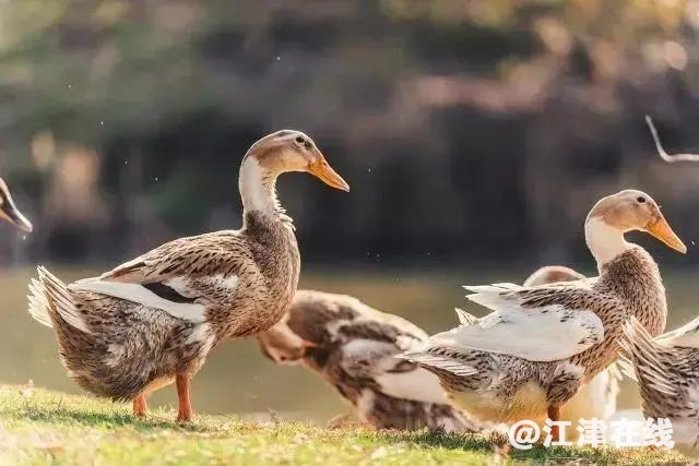 8d7adaced2775664b82fa7480a57f03c.jpg