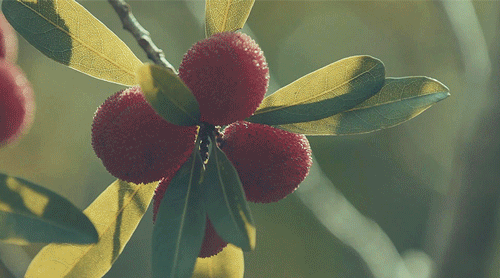 9ef76e7f65aaffdd40540cfabb986da5.gif