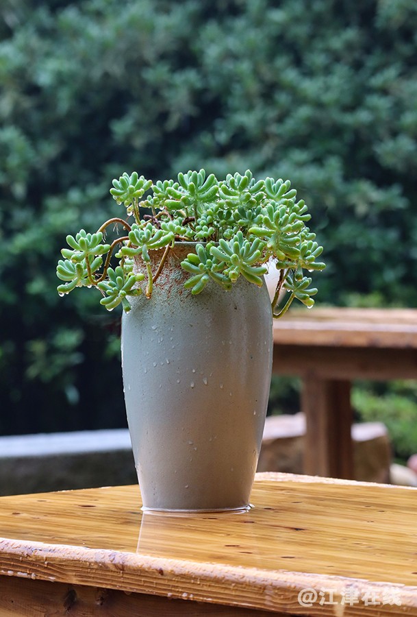 多肉植物 (2).jpg