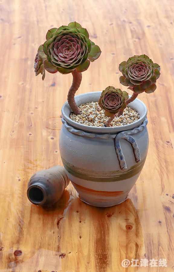 多肉植物 (4).jpg