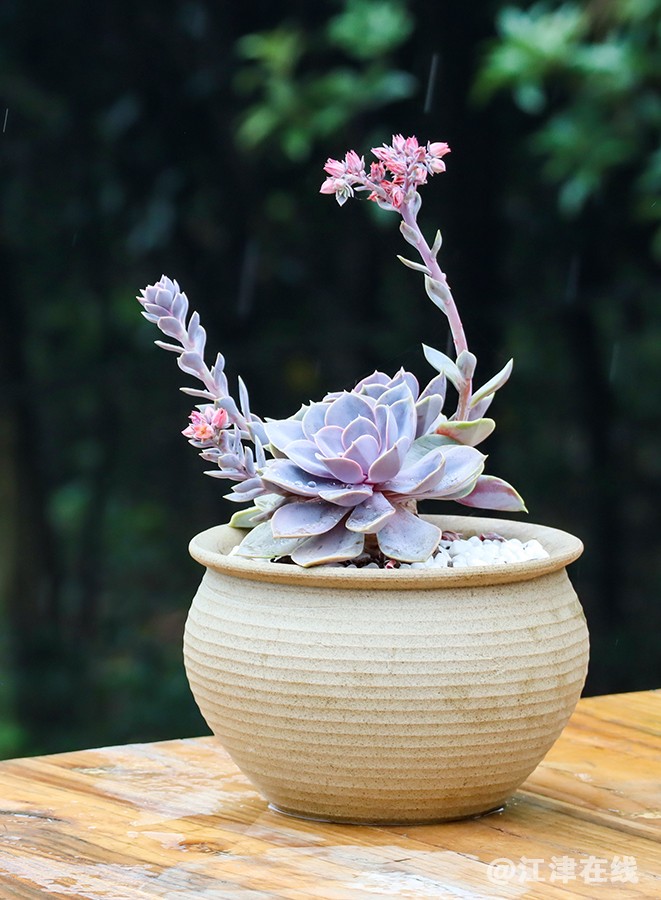 多肉植物 (5).jpg