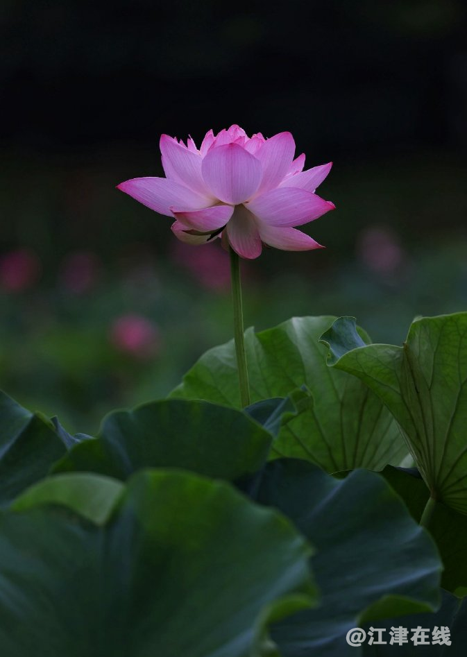 b19823a35535d2ea6af92e70aa30de04.png