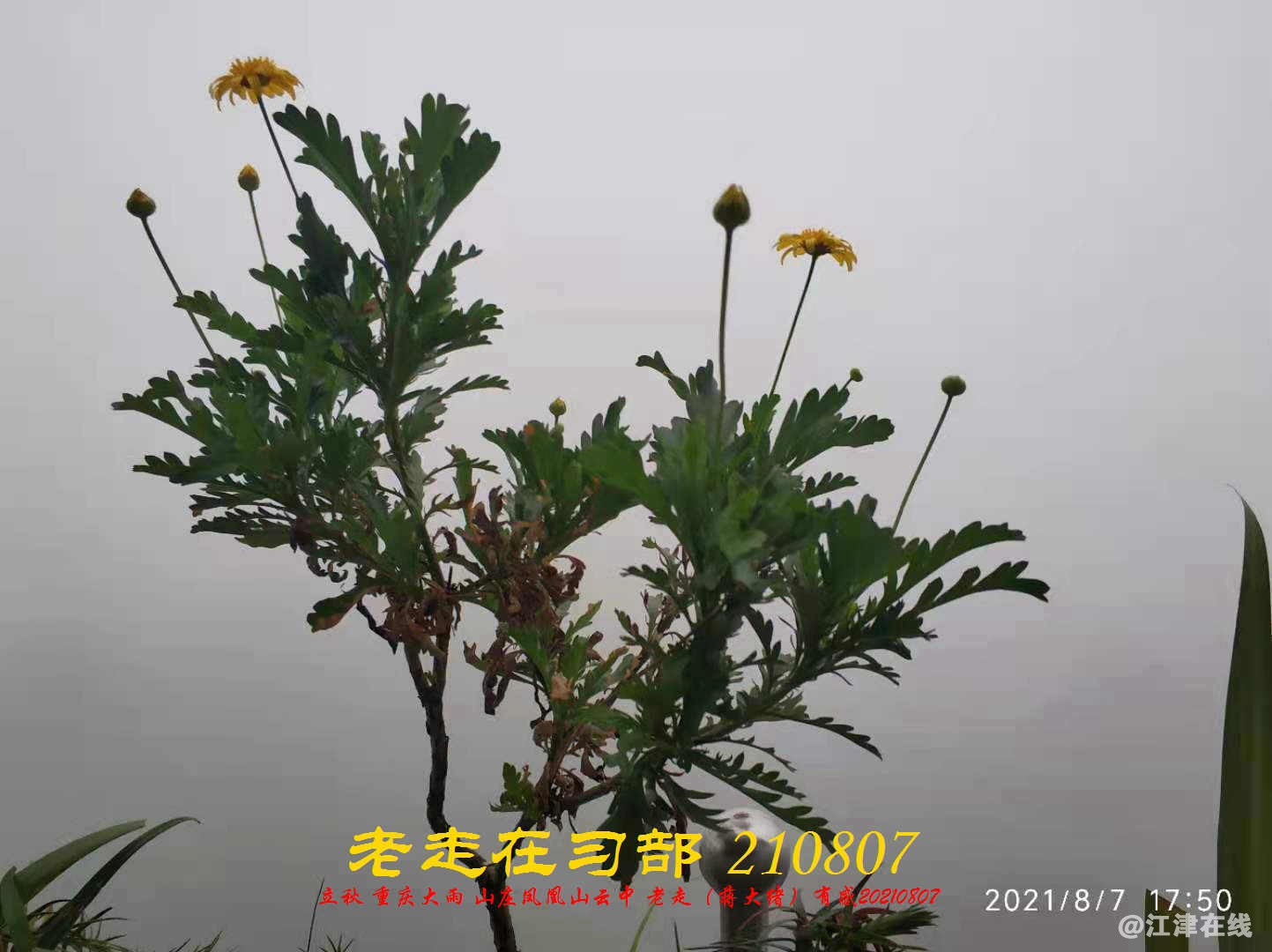JYZ 20210807 WBQ  (12).jpg