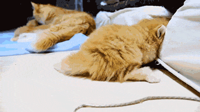 1de3da551c40a6f0940b7daba297d4d5.gif