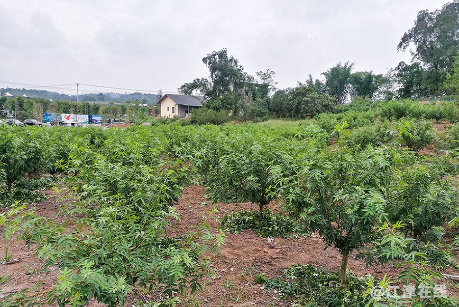 美丽乡村 (13).jpg