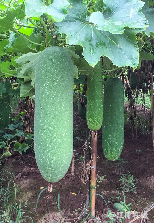 美丽乡村 (20).jpg