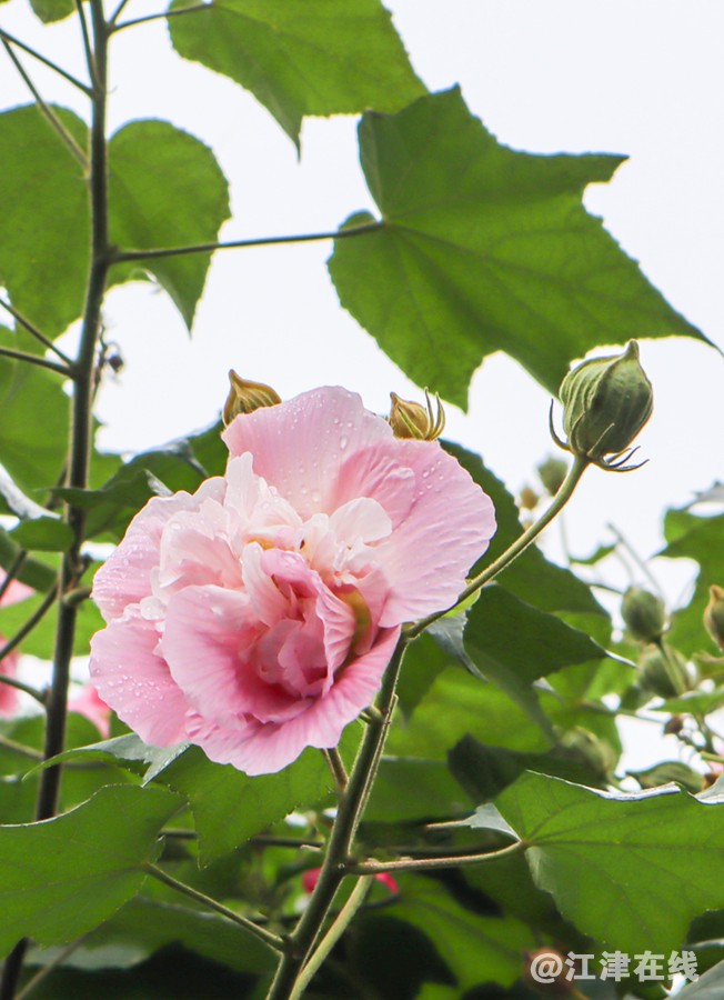 鹤芙蓉 (1).jpg