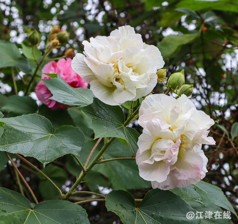 鹤芙蓉 (2).jpg