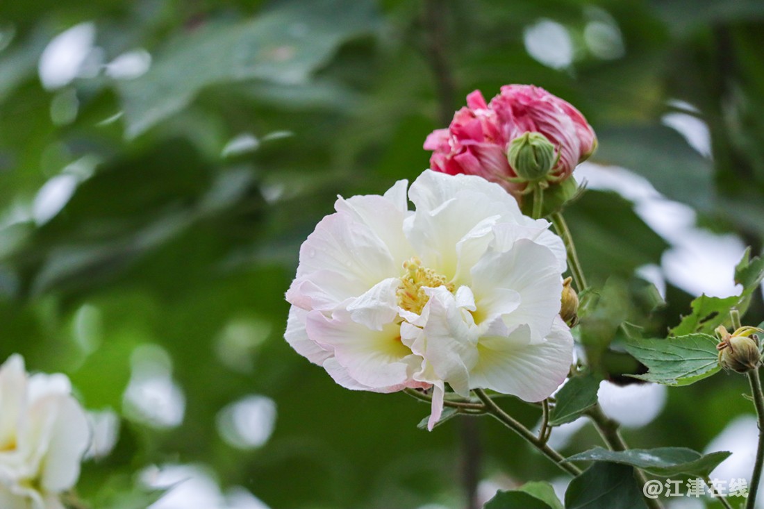 鹤芙蓉 (3).jpg