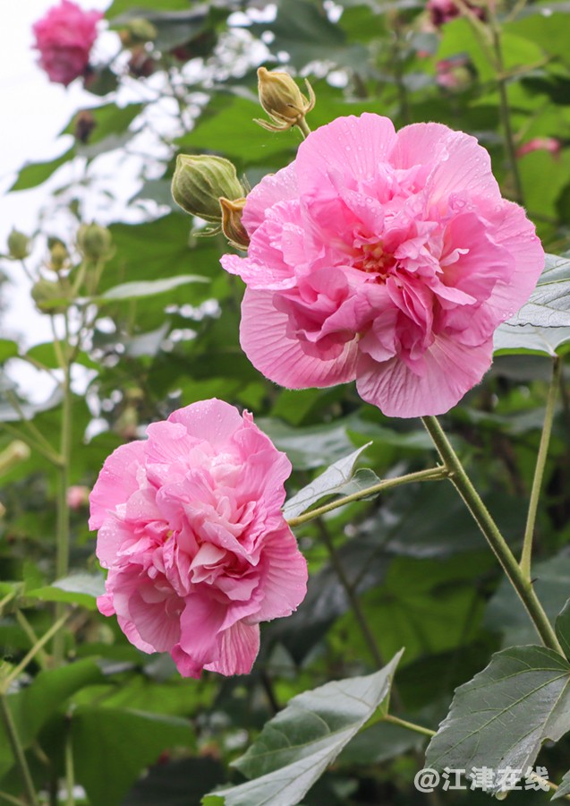 鹤芙蓉 (4).jpg