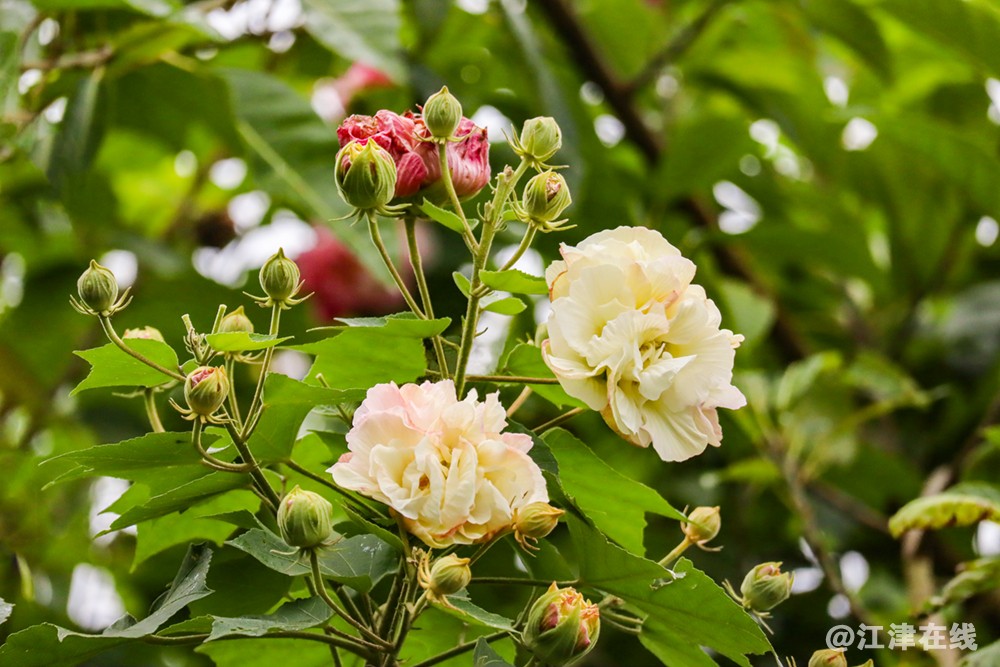 鹤芙蓉 (5).jpg