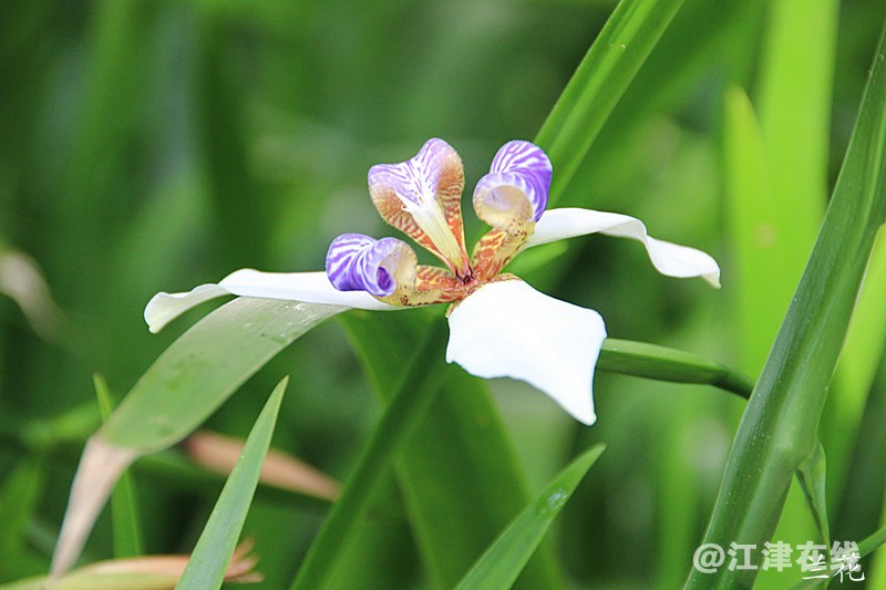 花 003.jpg