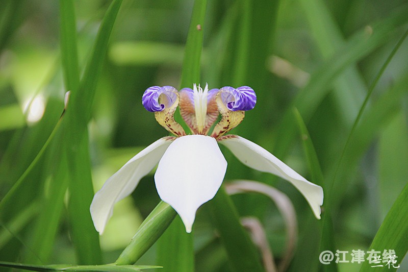花 004.jpg
