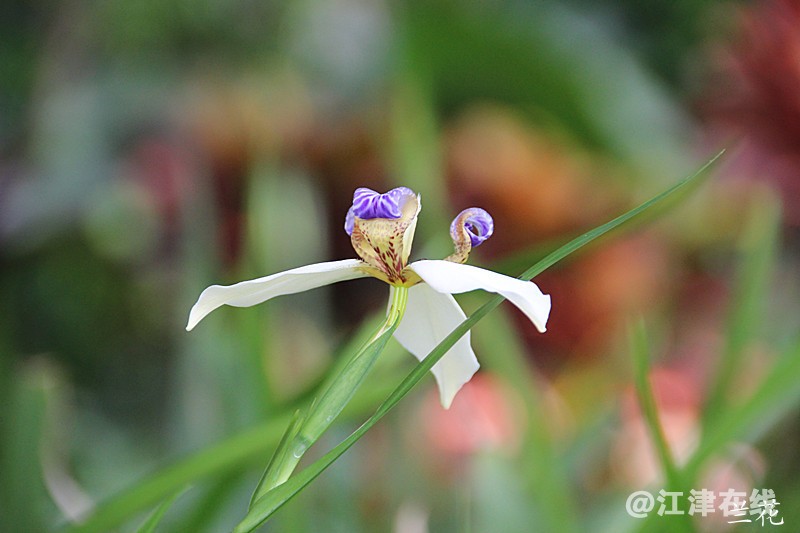 花 005.jpg
