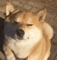 4ac1475f874219dc222b8f825fc71aa9.gif