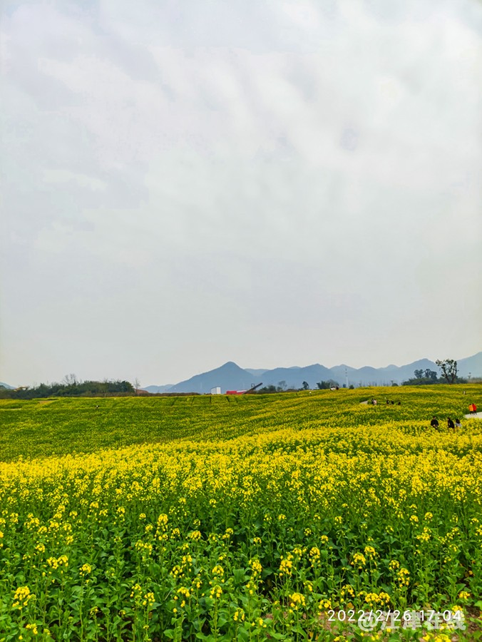 油菜花开 (1).jpg