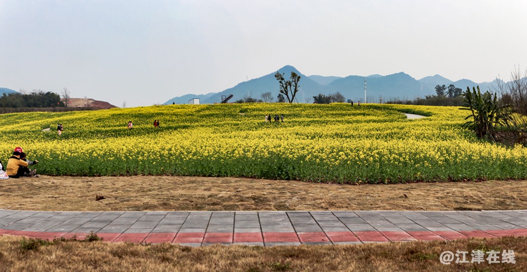 油菜花开 (2).jpg