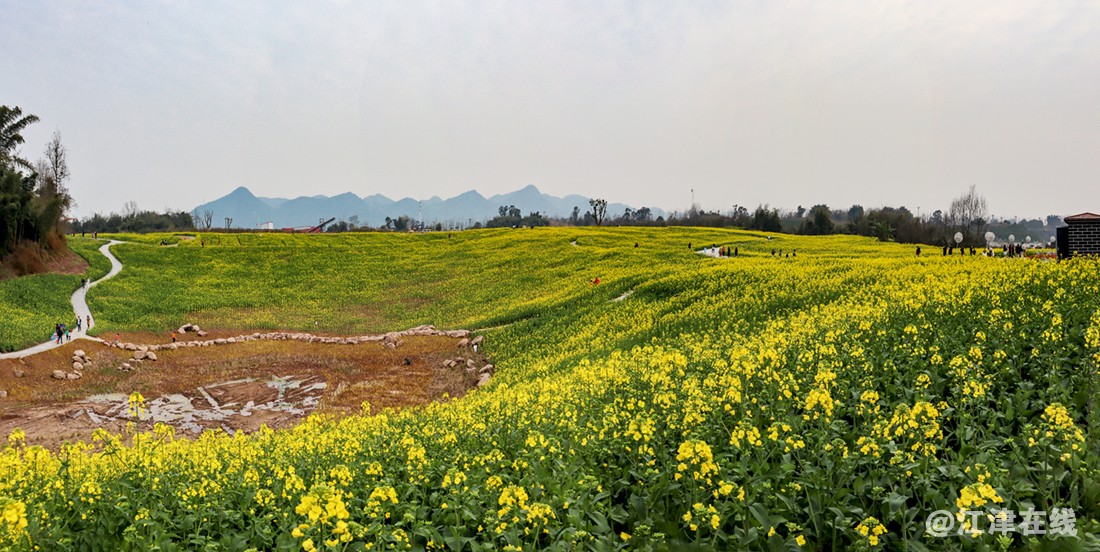 油菜花开 (4).jpg