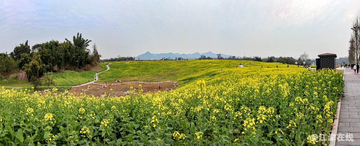 油菜花开 (5).jpg