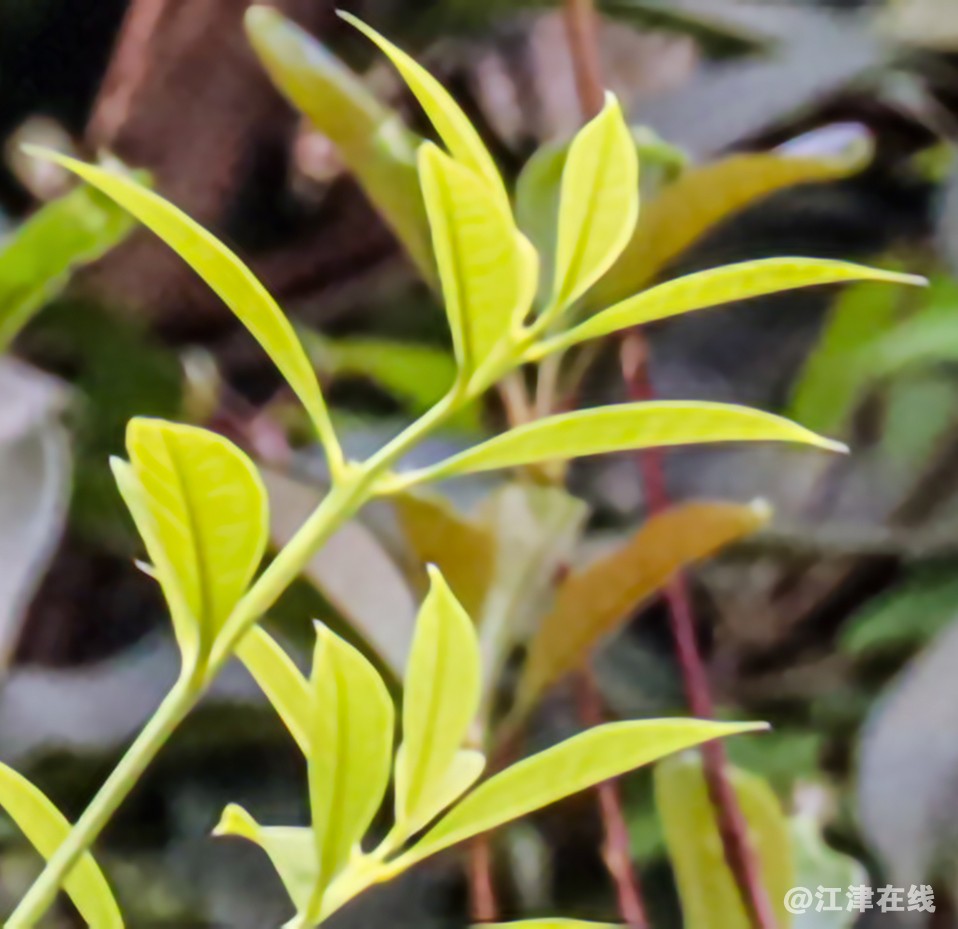 春意 (10).jpg