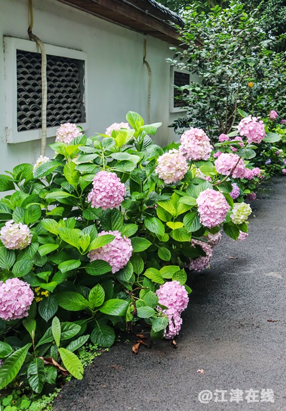 五月花 (1).jpg