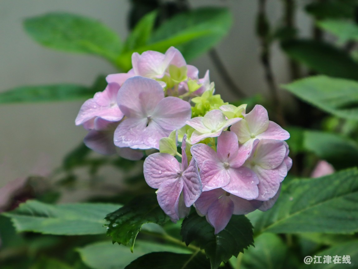 五月花 (2).jpg