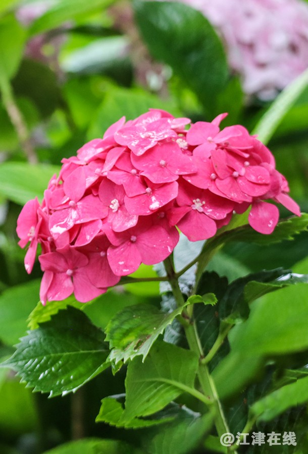 五月花 (6).jpg