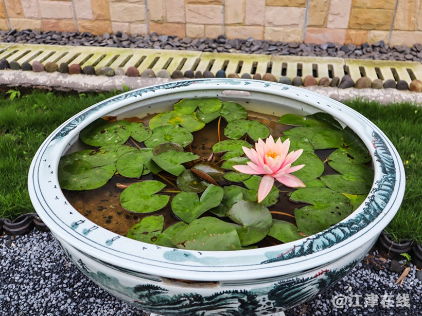 五月花 (7).jpg
