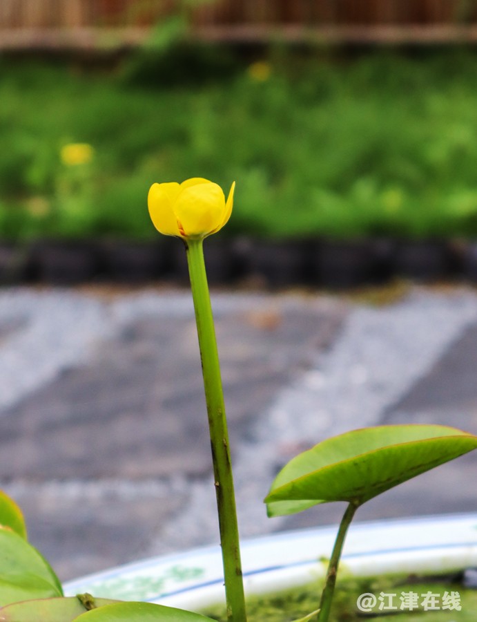 五月花 (15).jpg