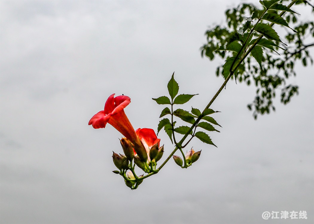 五月花 (18).jpg