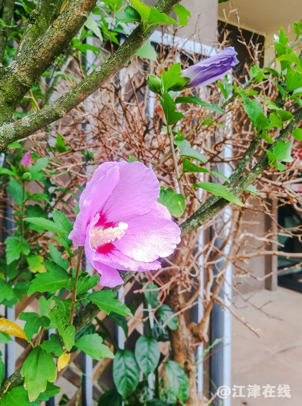 花 (1).jpg