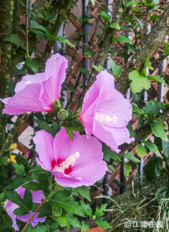 花 (2).jpg