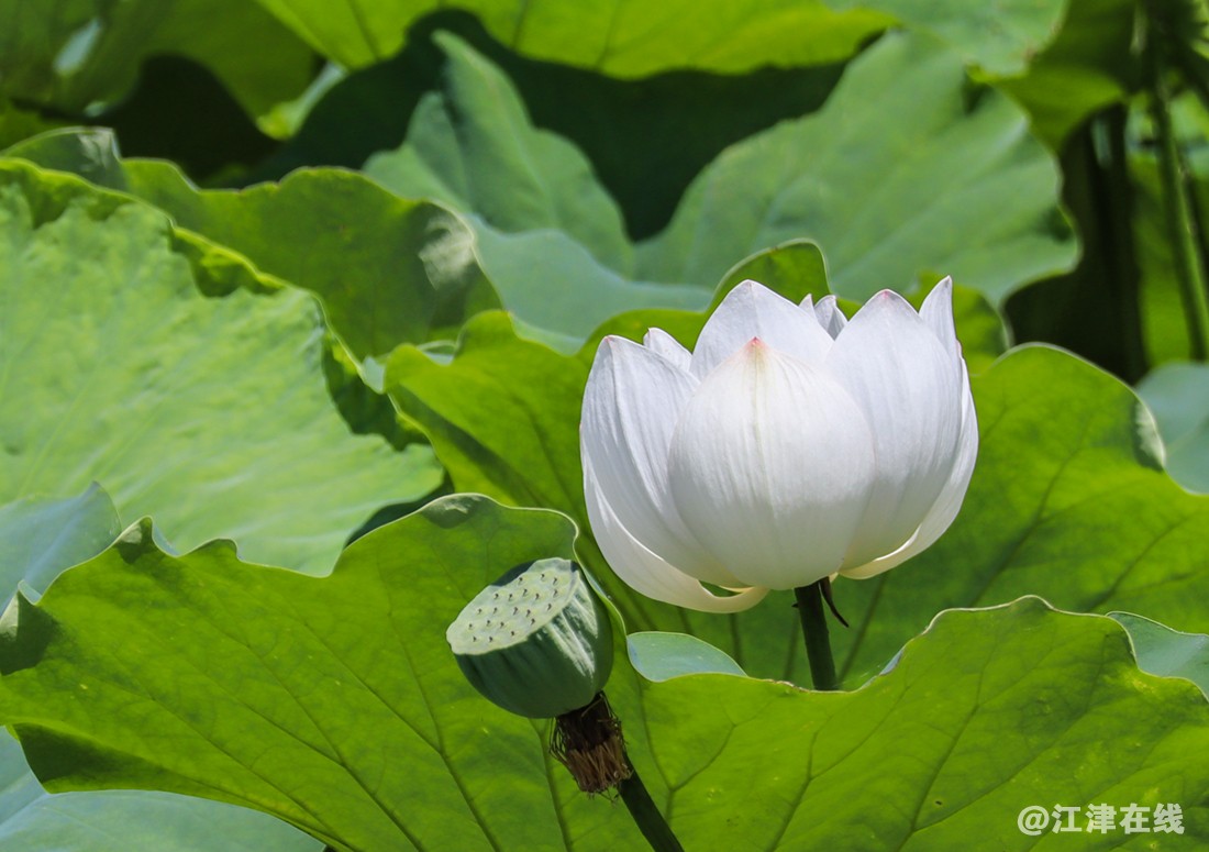 花 (11).jpg