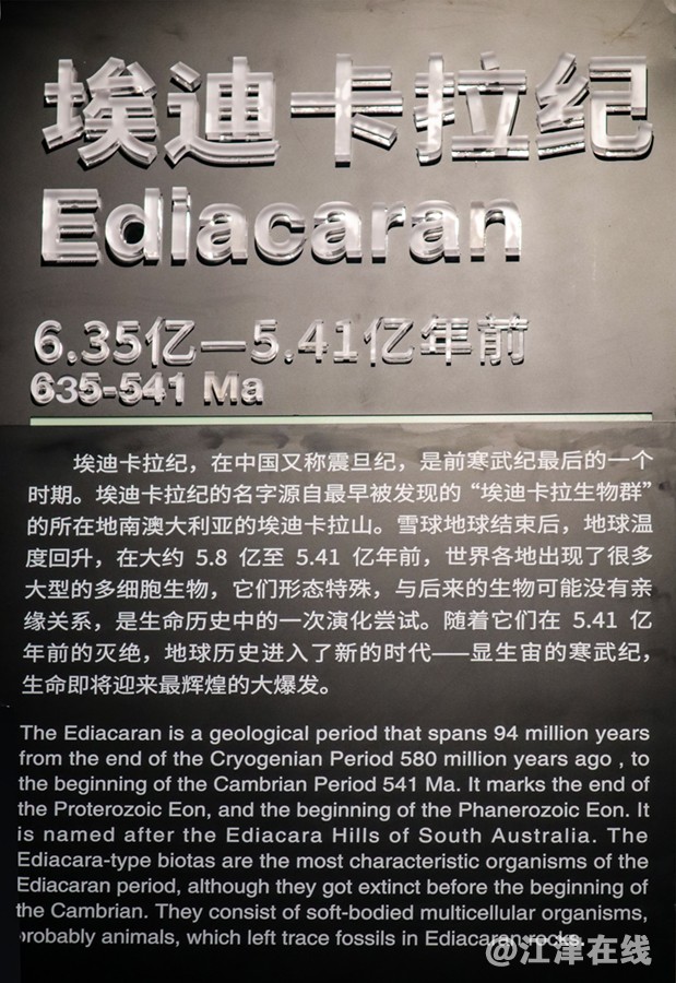 化石 (33-2).jpg