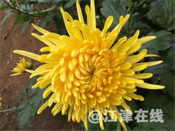 金丝皇菊３.jpg
