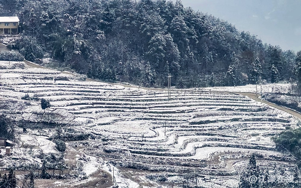 虎尾雪 (1).jpg