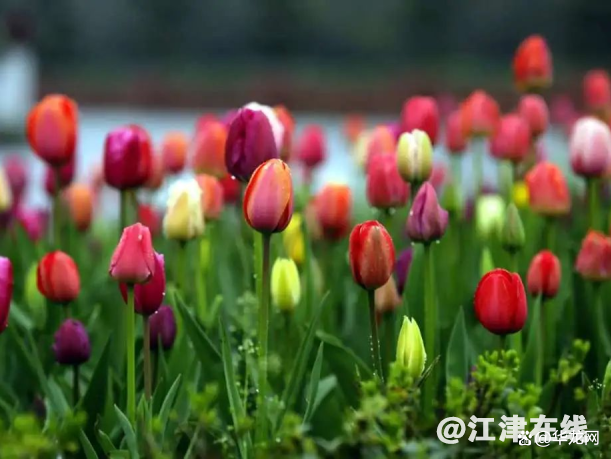 watermark,bucket_baidu-rmb-video-cover-1,image_YmpoL25ld3MvNjUzZjZkMjRlMDJiNjdjZWU1NzEzODg0MDNhYTQ0YzQucG5n,type_RlpMYW5UaW5nSGVpU01HQg==,w_16,text_QOWNjum-mee9kQ==,size_16,x_12,y_12,interval_2,color_FFFFFF,effect_softoutline,shc_000000,blr_2,align_1.jpg
