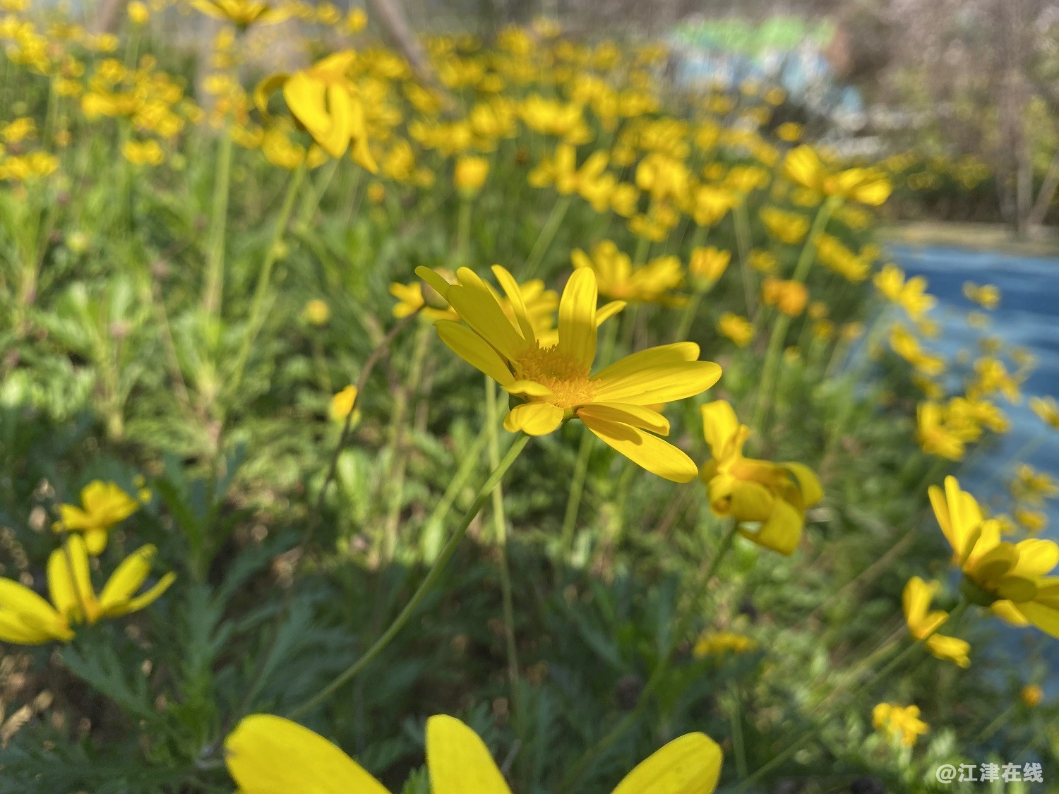 菊花.jpg