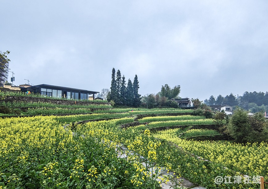 春花 (1).jpg