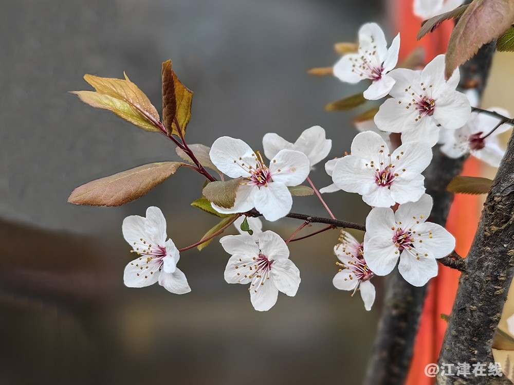 春花 (8).jpg