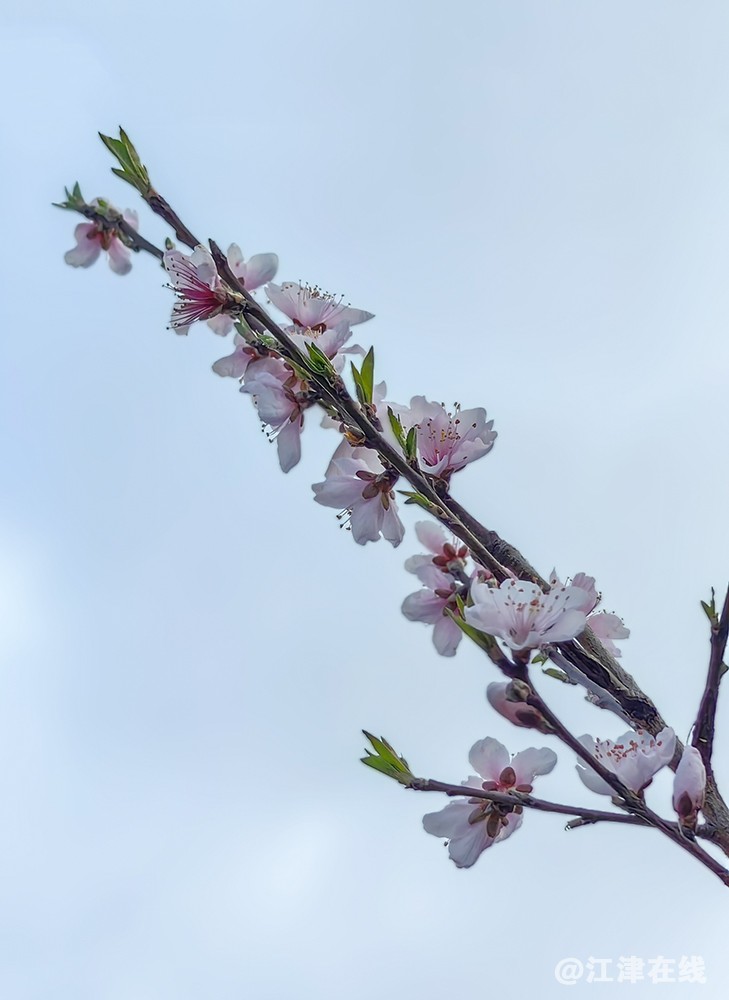 春花 (9).jpg