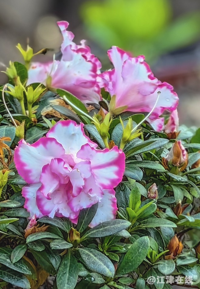 春花 (12).jpg