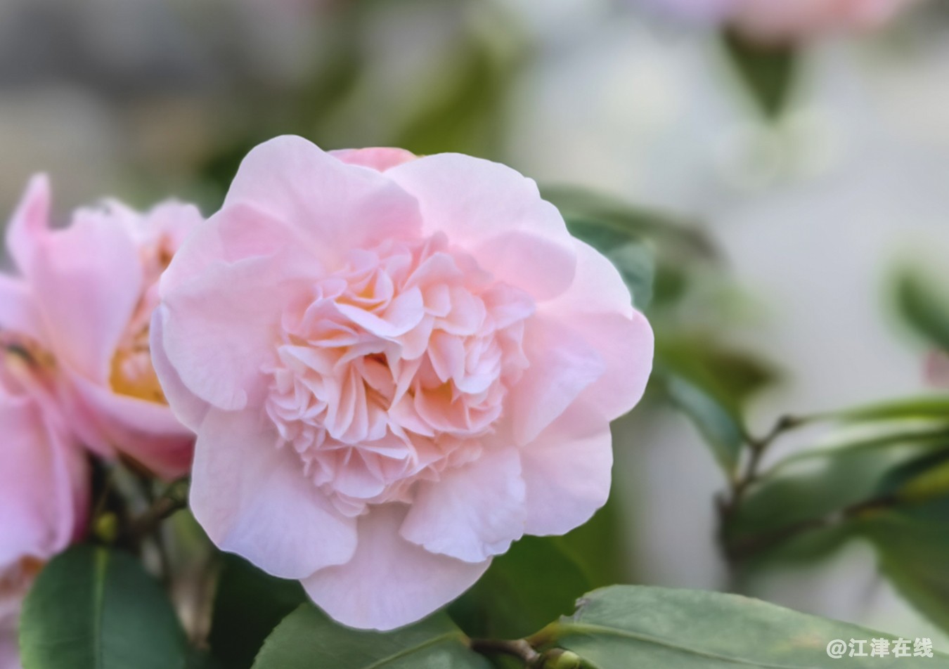 春花 (14).jpg